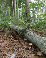Tylopilus violatinctus