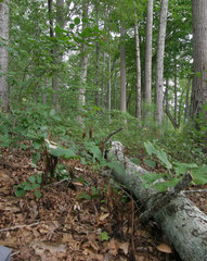 Tylopilus violatinctus