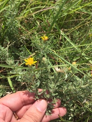 Heterotheca canescens