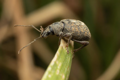 Otiorhynchus aurifer