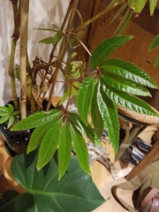 Begonia luxurians