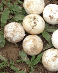 Chelonoidis carbonarius