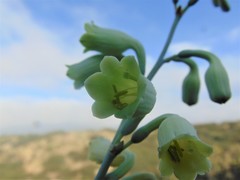 Prochnyanthes mexicana