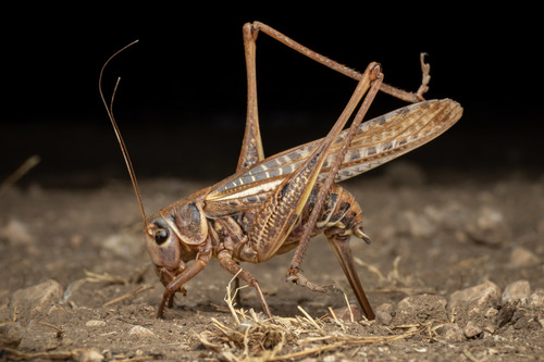 White-faced Bush-cricket