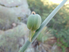 Prochnyanthes mexicana