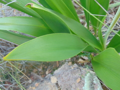 Prochnyanthes mexicana