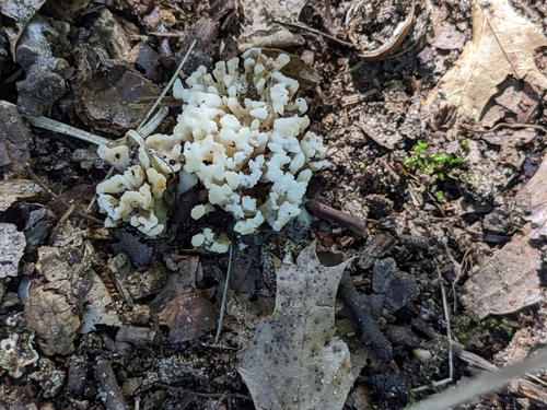 photo of Jellied False Coral Fungus (Sebacina schweinitzii)