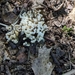 photo of Jellied False Coral Fungus (Sebacina schweinitzii)