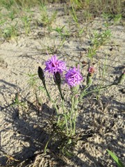Liatris cymosa