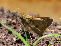 Atalopedes campestris huron