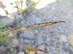 Digitaria ternata