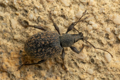 Otiorhynchus aurifer