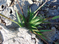 Digitaria ternata