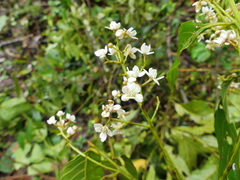 Nectandra
