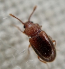 Cryptophagus scanicus