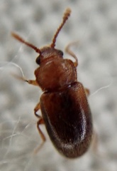 Cryptophagus scanicus