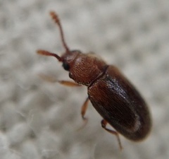 Cryptophagus scanicus