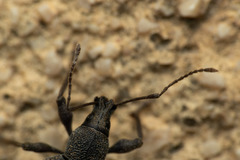 Otiorhynchus aurifer