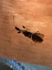 Myodocha serripes