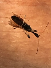 Myodocha serripes