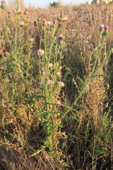 Carduus hamulosus