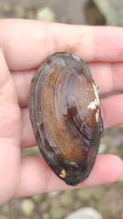 Bivalvia