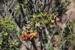 Phylica oleifolia