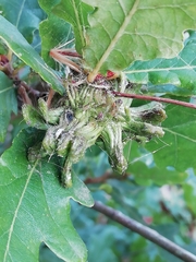 Andricus grossulariae