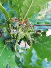 Andricus grossulariae