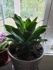 Dracaena fragrans compacta