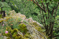 Dianthus gratianopolitanus