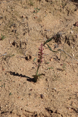 Lachenalia membranacea