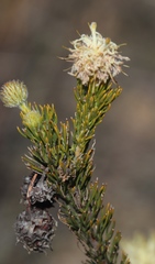 Serruria millefolia