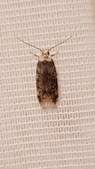 Endrosis sarcitrella