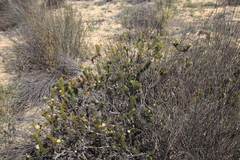 Serruria millefolia