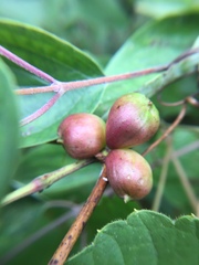 Ampelomyia vitispomum