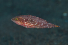 Oxycheilinus bimaculatus