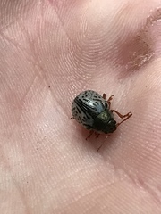 Calligrapha multipunctata