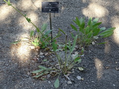 Rumex papillaris