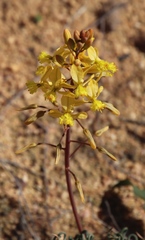 Bulbine torta