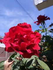 Rosa