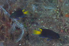 Neopomacentrus azysron