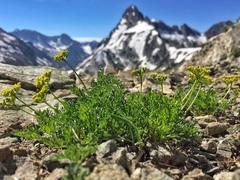 Lomatium grayi