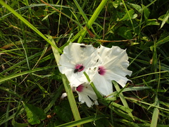 Epicauta atrata