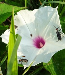 Epicauta atrata