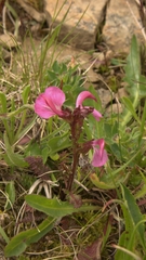 Pedicularis nordmanniana