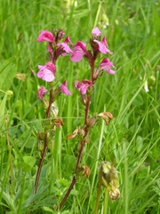 Pedicularis nordmanniana