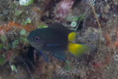 Neopomacentrus azysron