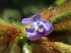 Calopogonium mucunoides