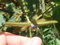 Calopogonium mucunoides